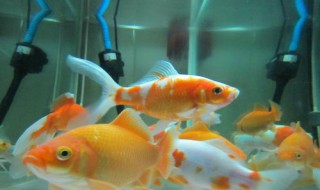 小金鱼家里怎么养(小金鱼在家里怎么养)