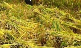 水稻几月份收割（湖南水稻几月份收割）