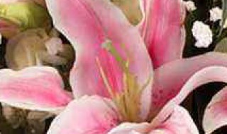 粉百合送什么人（粉百合送什么人合适）