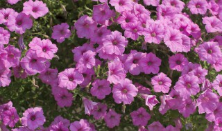 美女樱的花语是什么 美女樱的花语是什么意思