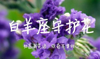 白羊代表的花是什么 白羊座代表花是什么