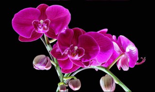 射手代表的花是什么 射手代表的花是什么名字