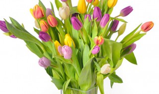 处女代表的花是什么（处女座最喜欢的花是什么花）