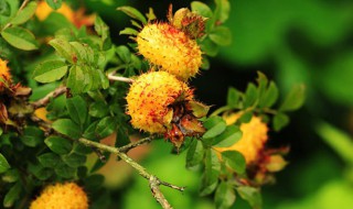 刺梨泡水可以天天喝吗 刺梨泡水可以天天喝吗女人