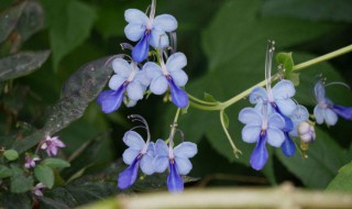 蓝蝴蝶花泡水喝一次几朵好（蓝蝴蝶花泡水喝一次几朵好喝）