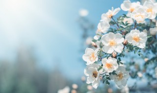 春分节气养生祝福短信问候语 春分节气养生祝福短信问候语怎么写