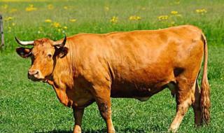 21年是什么生肖年 2021年是什么生肖年