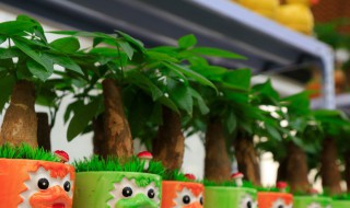 家里面养什么盆栽好 家里面养什么盆栽好风水