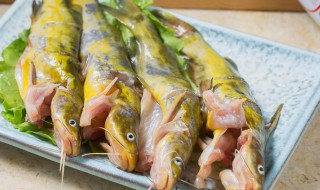 黄骨鱼怎么处理怎么保鲜 黄骨鱼怎么处理怎么保鲜不会坏