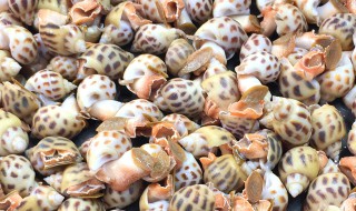 花螺怎么保鲜带回家 花螺怎么保鲜带回家保存