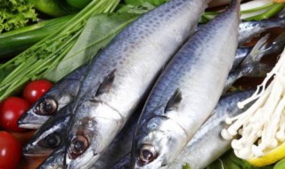 鲜鲅鱼怎么保鲜(鲅鱼如何保鲜)