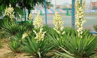 凤尾兰怎么养（凤尾兰怎么养才开花）