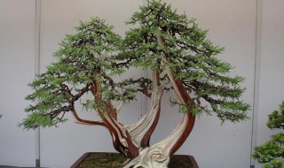 雀梅怎么养（雀梅怎么养根盘）