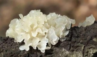 新鲜银耳怎么吃 新鲜银耳怎么吃没有毒