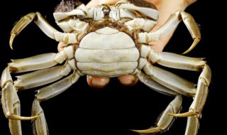 大闸蟹一月份还可以吃吗(2月份的大闸蟹还可以吃吗)