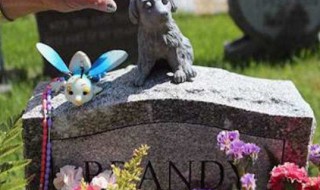 死去的宠物属于什么垃圾（死去的宠物属于什么垃圾）