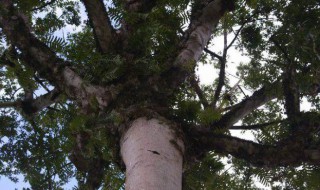 见血封喉树的主要价值（见血封喉树长啥样）