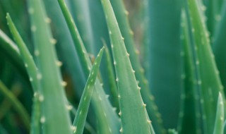 芦荟开花吗 芦荟经常开花吗