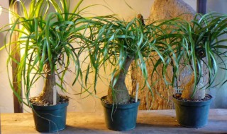 酒瓶兰怎么养（酒瓶兰怎么养 酒瓶兰栽培浇水方法）