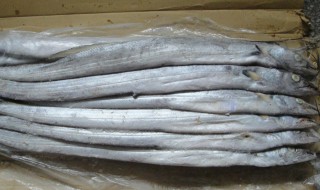 怎样挑选新鲜带鱼(怎样挑选新鲜带鱼视频)