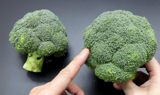 西蓝花开花了怎么办（西蓝花开花了图片）