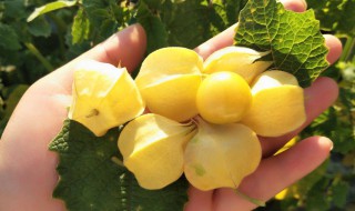 姑娘果要洗吗（姑娘果用洗么）