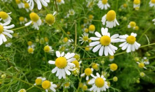 洋甘菊寓意 洋甘菊寓意介绍