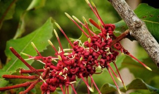 金银花红色和白色区别 金银花红色和白色区别是什么