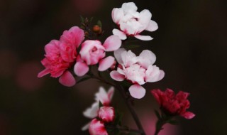 松红梅怎么养（松红梅怎么养护）