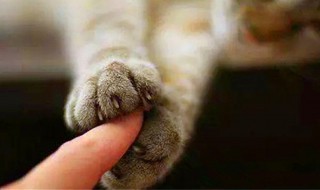 如何预防猫抓病（猫抓病的预防措施）