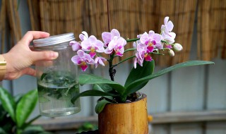 蝴蝶兰过冬方法 蝴蝶兰冬季养护方法