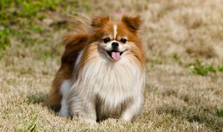 如何喂养狗狗（如何喂养狗狗才不会得细小）