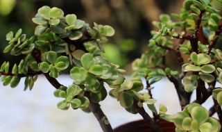 金枝玉叶冬季养殖方法 金枝玉叶冬季养殖方法和技巧