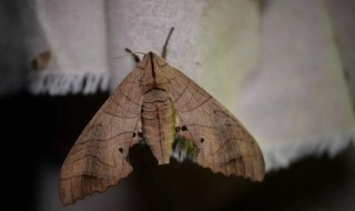 家里有螟蛾怎么处理（家里有螟蛾怎么处理好）