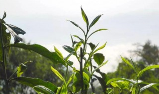 土山茶的功效与作用 土山茶有什么功效与作用