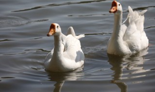 焖鹅肉不柴技巧 鹅肉怎么炖不柴