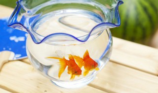 泥盆养兰寿技巧 泥盆养兰寿技巧介绍