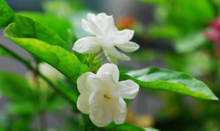茉莉花怎么养护 养好茉莉花的方法