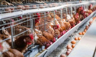 笼养鸡的技巧（笼养鸡技术知识大全）