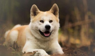 帮狗狗减肥的方法技巧 如何帮狗狗减肥方法