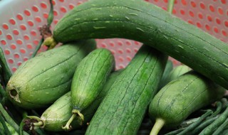 八棱瓜的禁忌（吃八棱瓜禁忌人群）