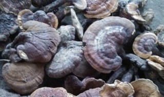 干灵芝怎样清洗干净 干灵芝怎么清洗