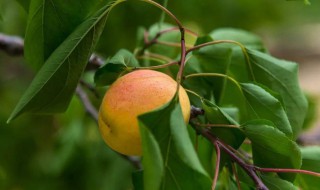 杏梅树的种植方法 杏梅树的种植方法和管理