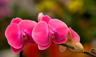 蝴蝶兰寓意（蝴蝶兰寓意是什么意思）