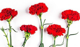 花店里买的康乃馨鲜花怎么保鲜 花店里买的康乃馨鲜花怎么保鲜的