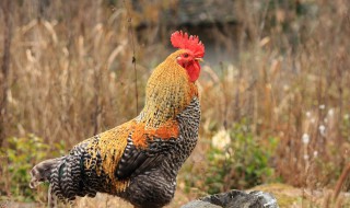 养公鸡的方法 怎么养公鸡
