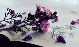 关于描写春天的优美句子有哪些 关于描写春天的好句子大全