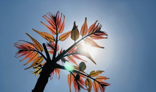 香椿树的种植方法大全 盆栽香椿树的种植方法