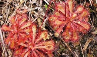 茅膏菜介绍（茅膏菜是什么菜）