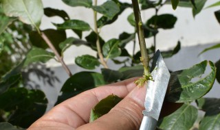 桔子树嫁接方法 桔子树嫁接方法图解